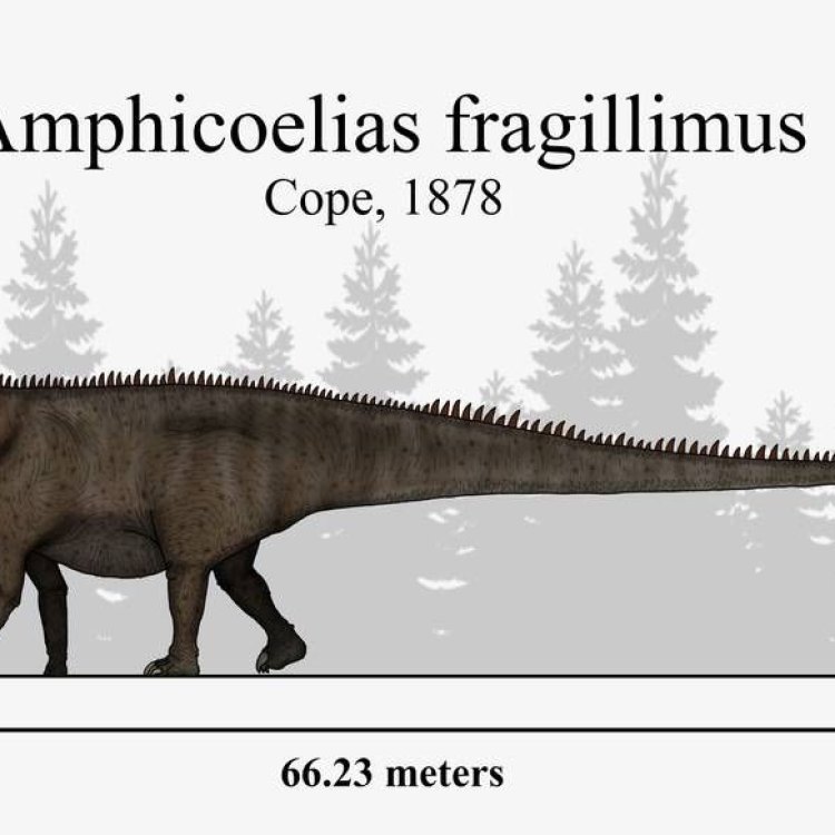 The Mighty Amphicoelias Fragillimus: A Giant from the Prehistoric World