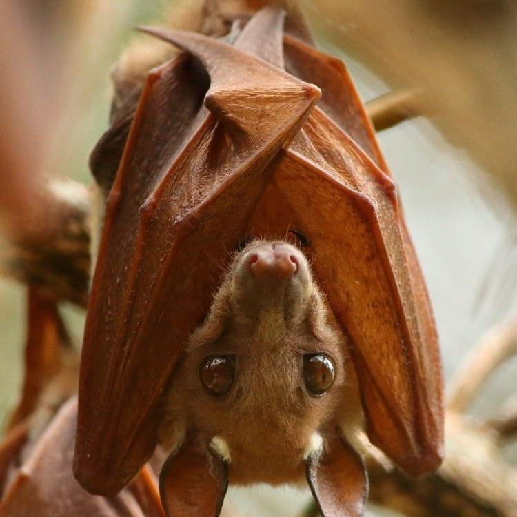 The Fascinating World of Fruit Bats