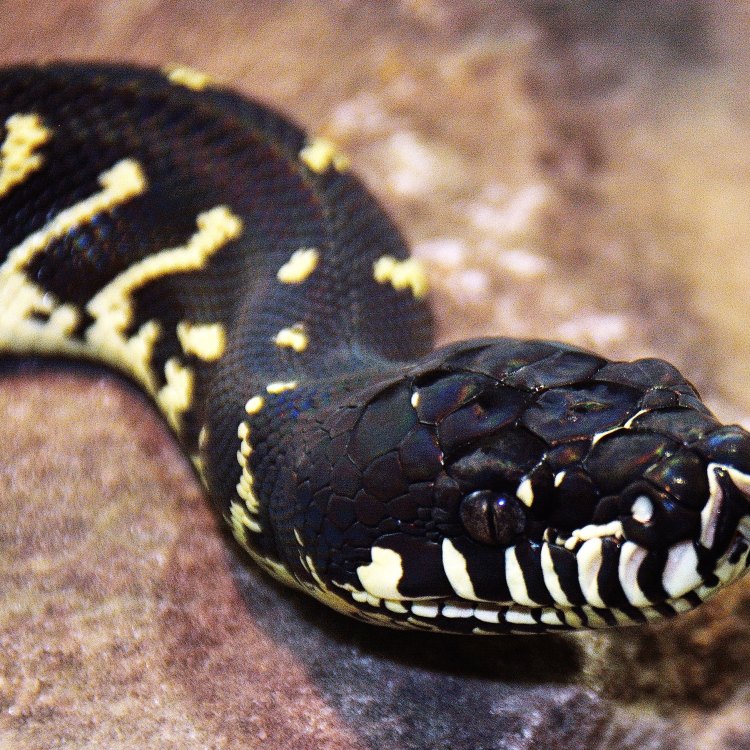 Boelen's Python: A Majestic Snake of the New Guinea Rainforest