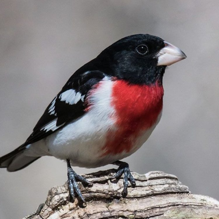 The Majestic Rose Breasted Grosbeak: A Symbol of Beauty and Resilience