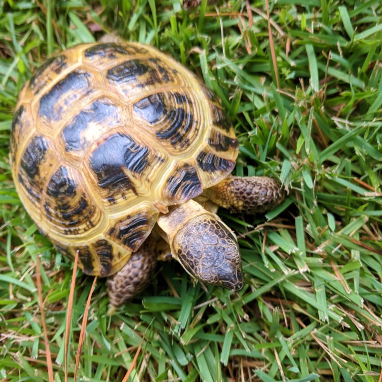 The Resilient Russian Tortoise: Surviving in Harsh Environments
