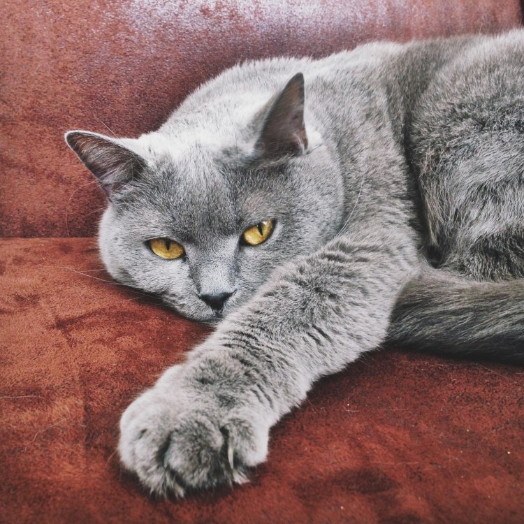The Chartreux: A Feline Fit for Royalty