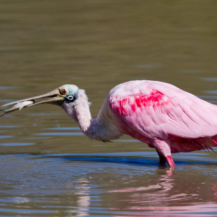 The Enigmatic Roseate Spoonbill: A Pop of Pink in the Wetlands