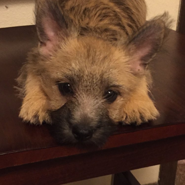The Endearing and Tenacious Cairn Terrier: A Beloved Companion