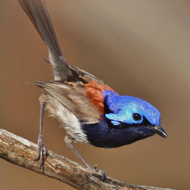 Welcome to the Enchanting World of the Fairy Wren