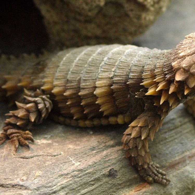 The Armadillo Lizard: A Fascinating Reptile of the Desert