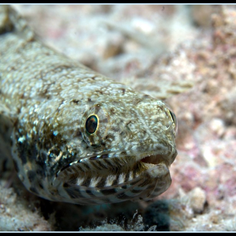 The Fascinating World of Lizardfish: An Elusive Carnivorous Creature