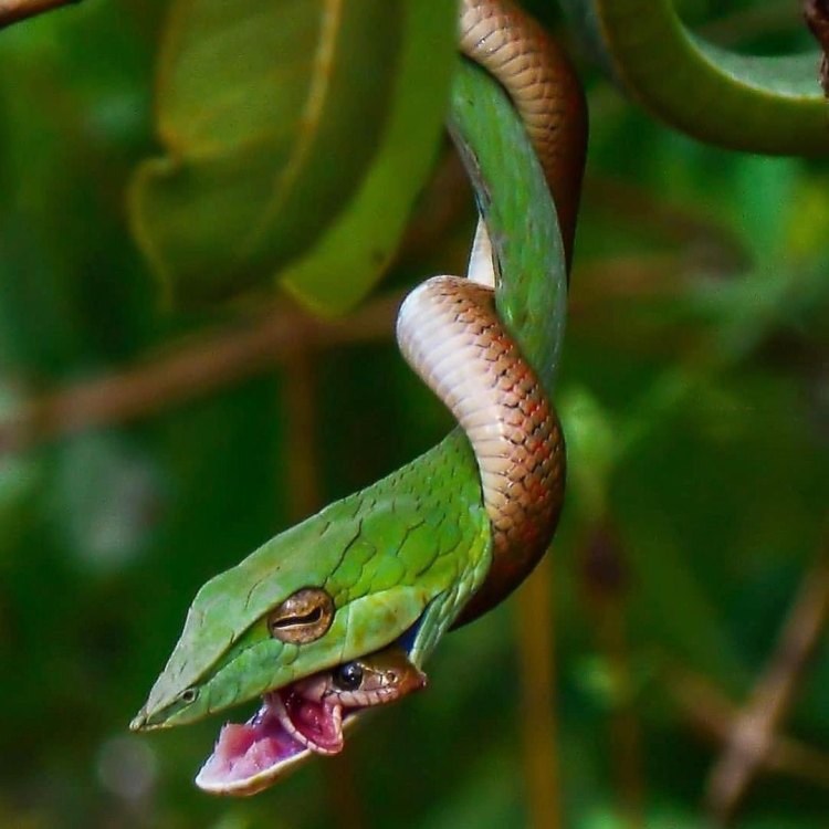 The Incredible Vine Snake: A Master of Camouflage and Hunting Strategies