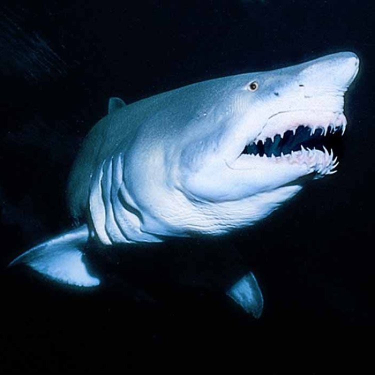The Mighty Sand Tiger Shark: A Creature of Beauty and Strength