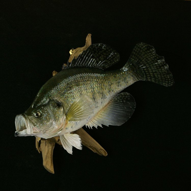 The Fascinating World of White Crappie: A Closer Look at the Freshwater King of North America