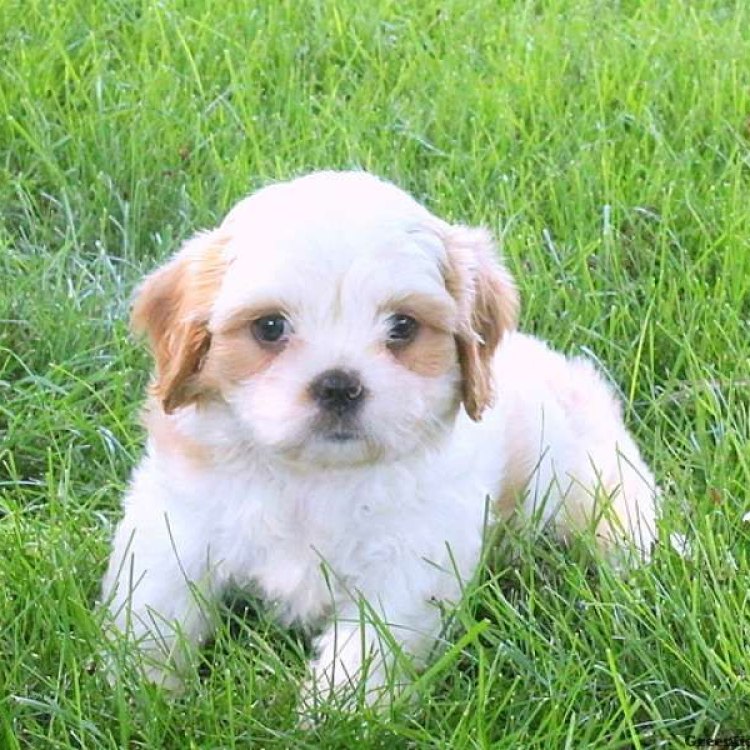 The Adorable Cava Tzu: A Small but Mighty Canine Companion