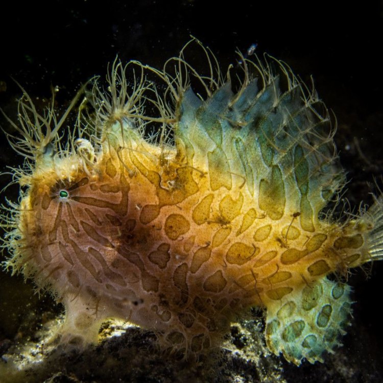 The Unbelievable World of Frogfish: Masters of Disguise