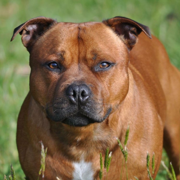 The Loyal and Strong American Staffordshire Terrier: A Perfect Companion