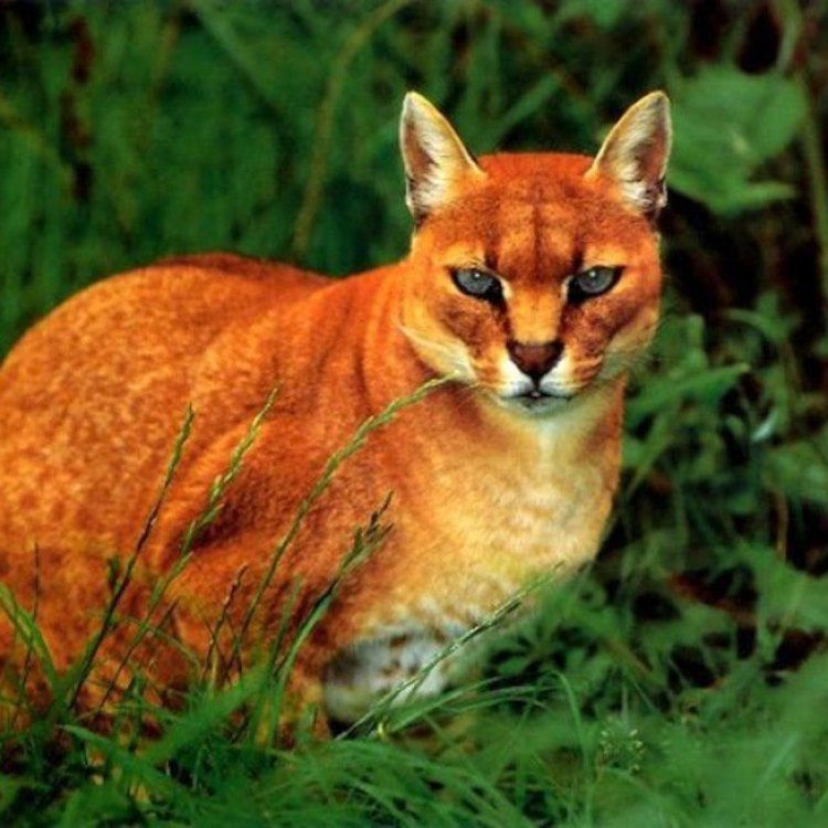 The Magnificent African Golden Cat: A Rare and Enigmatic Feline