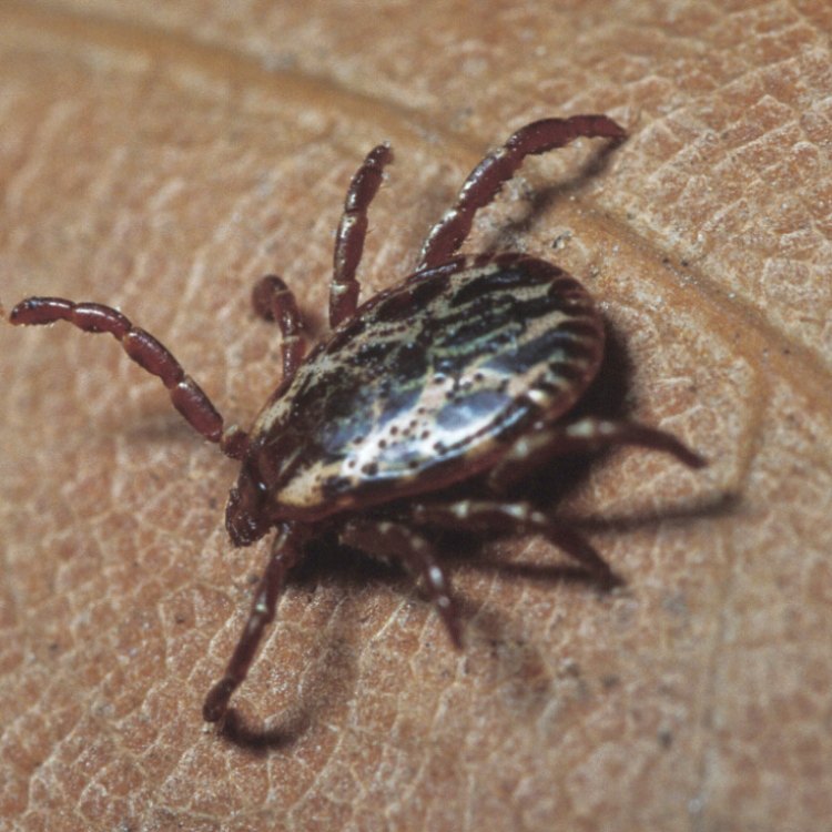 The Life and Habits of the Mighty Wood Tick