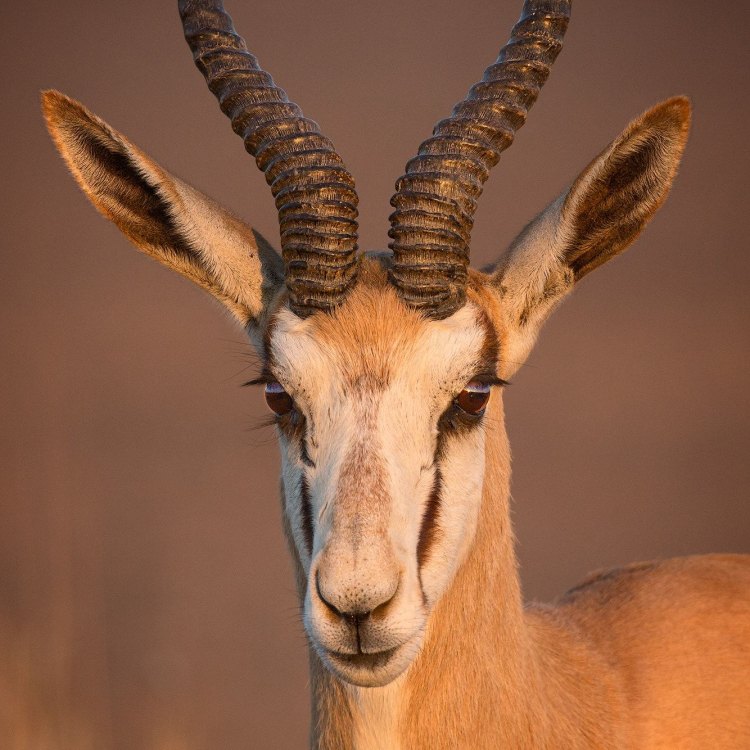 Surviving the Harsh Savannas: The Fascinating Springbok of Southern Africa