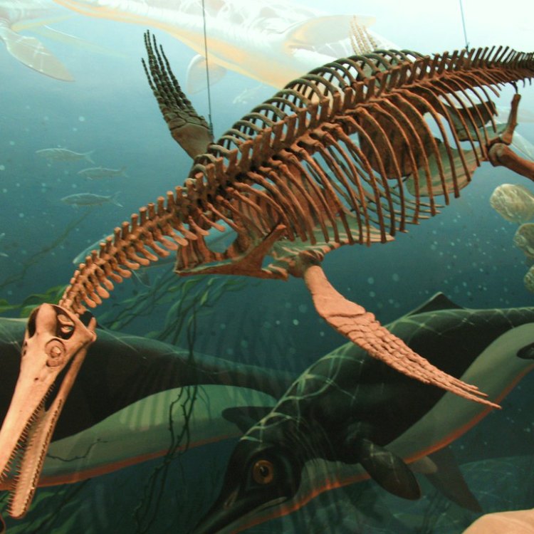 The Mysterious Plesiosaur: A Creature from the Depths of the Oceans