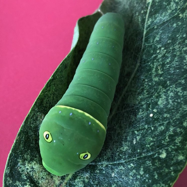 The Curious World of Caterpillars: Exploring the Fascinating Creatures of Lepidoptera