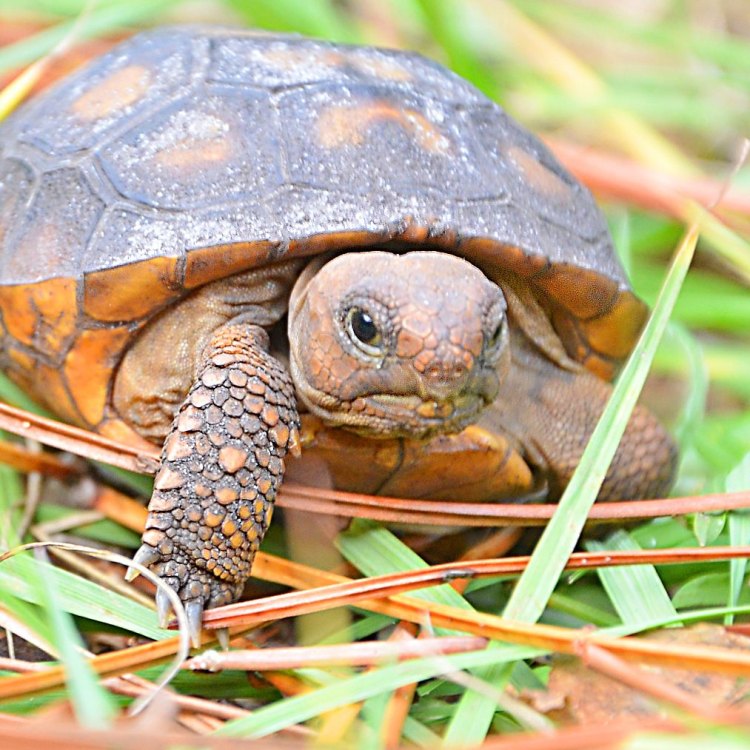 Gopher Tortoise: The Ancient Architect of the Southeastern United States