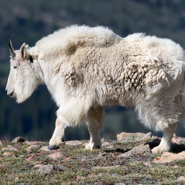 The Agile and Hardy Alpine Goat: A Guide to the Mountain Dwelling Mammal
