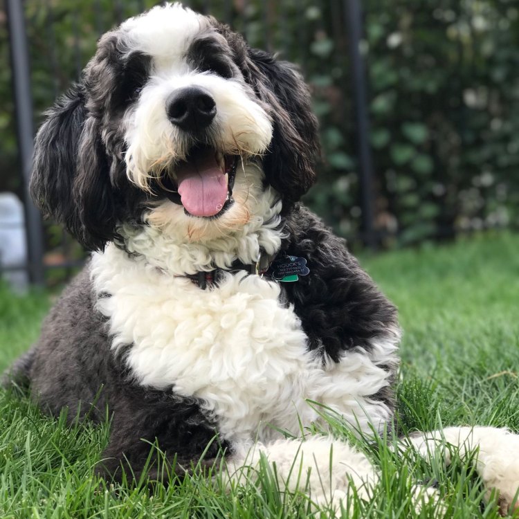 The Fascinating Bernedoodle: Meet the Ultimate Companion