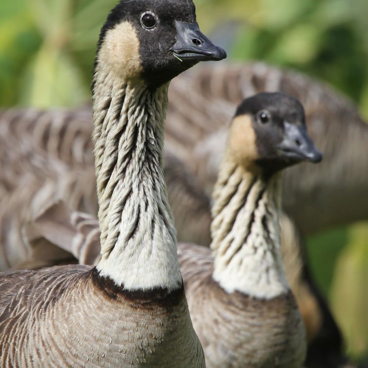 The Fascinating Story of the Hawaiian Goose: Living Legacy of the Islands