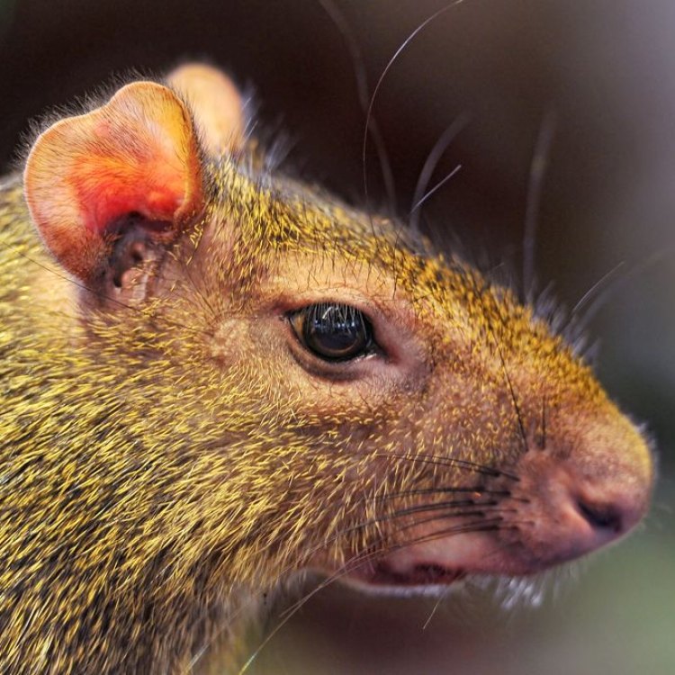 The World of Rodents: A Fascinating and Diverse Group of Animals