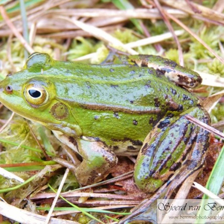 The Fascinating Pool Frog: A Master of Adaptation and Survival