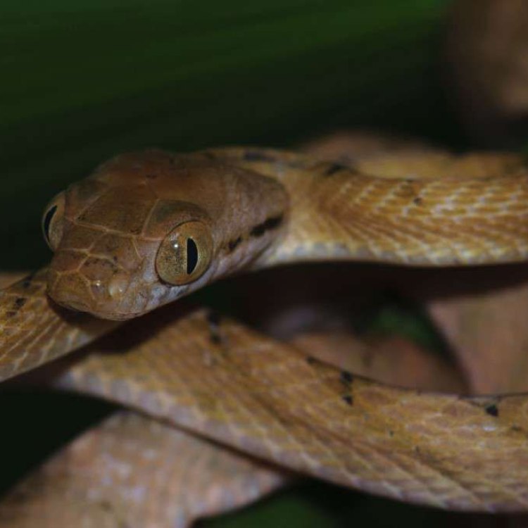 The Fascinating World of the Brown Tree Snake