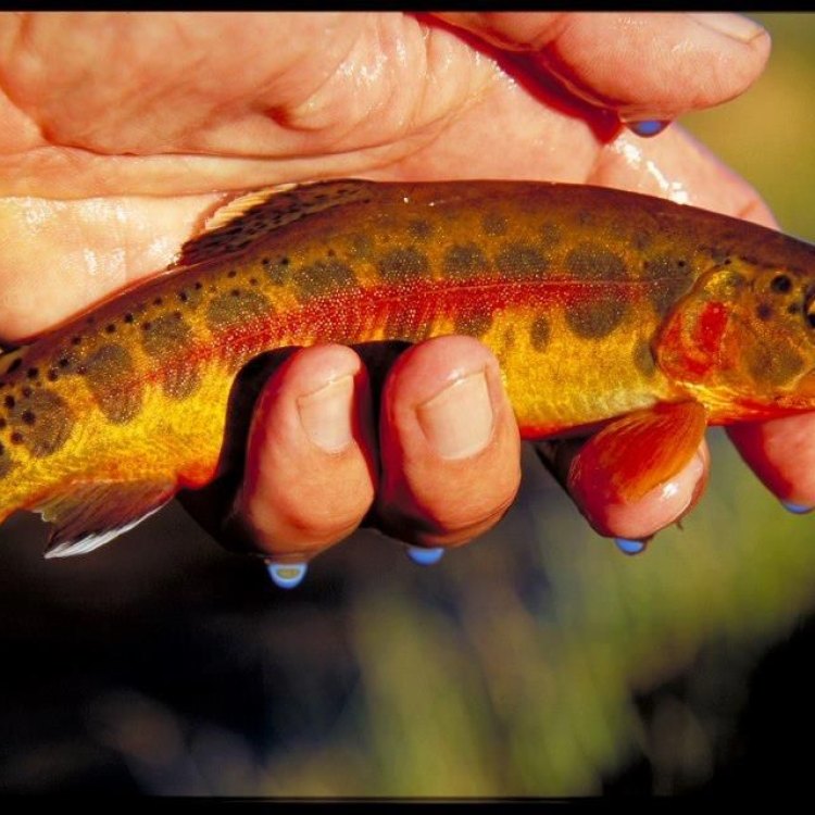 The Majestic Golden Trout: A Gem in the Sierra Nevada Mountains