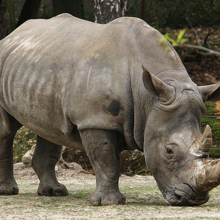 The Majestic Javan Rhinoceros: A Rare and Endangered Species