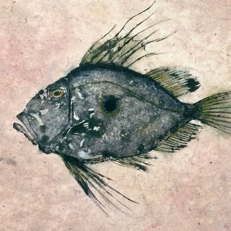 The Enigmatic John Dory: A Mysterious Fish of the Sea