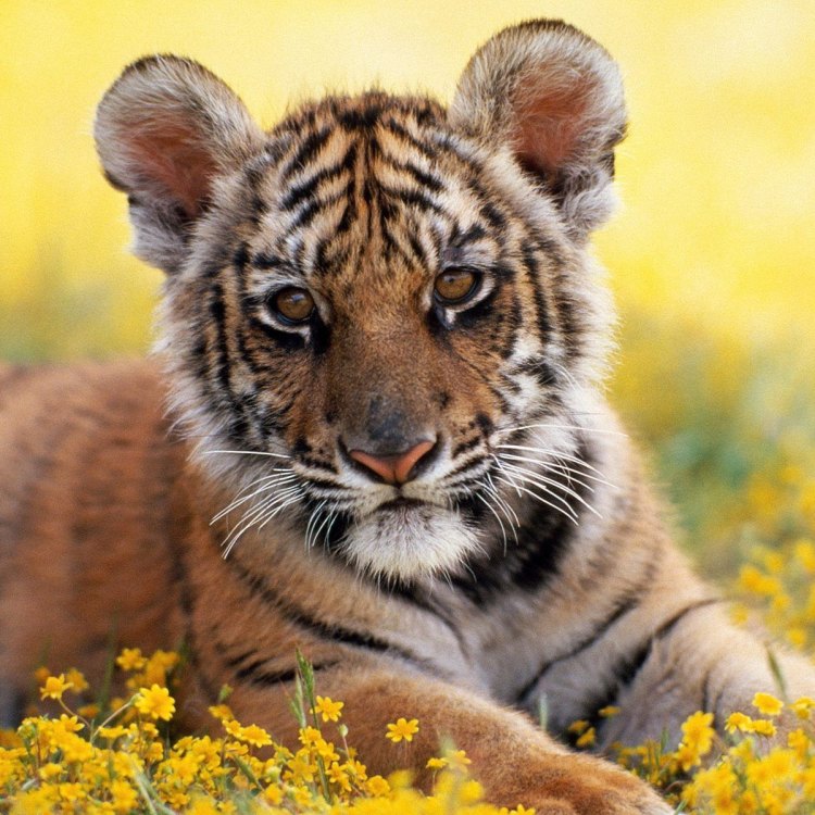 The Mighty Tiger: An Icon of Power, Beauty, and Survival