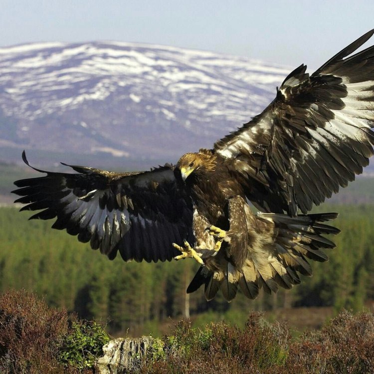 The Mighty Golden Eagle: A Master of the Skies
