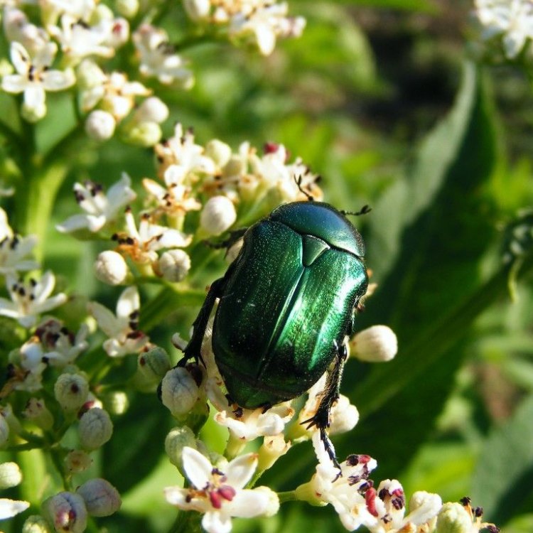 The Stunning Green June Beetle: A Jewel of the Skies