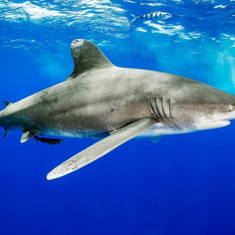 The Majestic Oceanic Whitetip Shark: A Master of the Open Seas