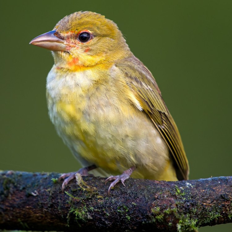 The Magnificent Summer Tanager: A Vibrant Songbird of the Americas