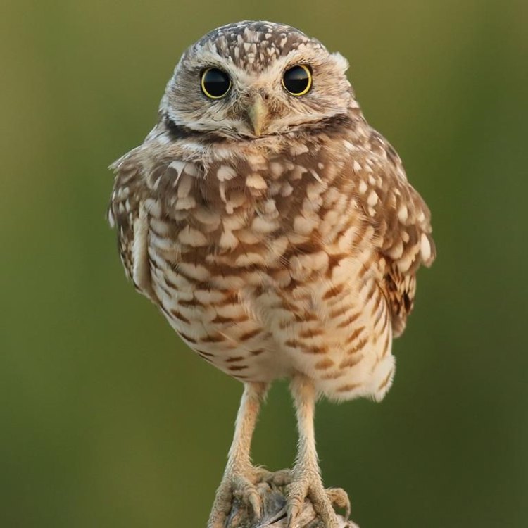 The Fascinating World of the Burrowing Owl: A Mighty Bird of the Grasslands