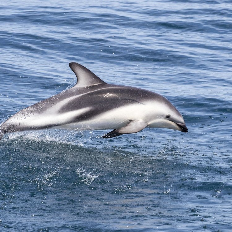 The Magnificent Dusky Dolphin: A Fascinating Creature of the Southern Hemisphere