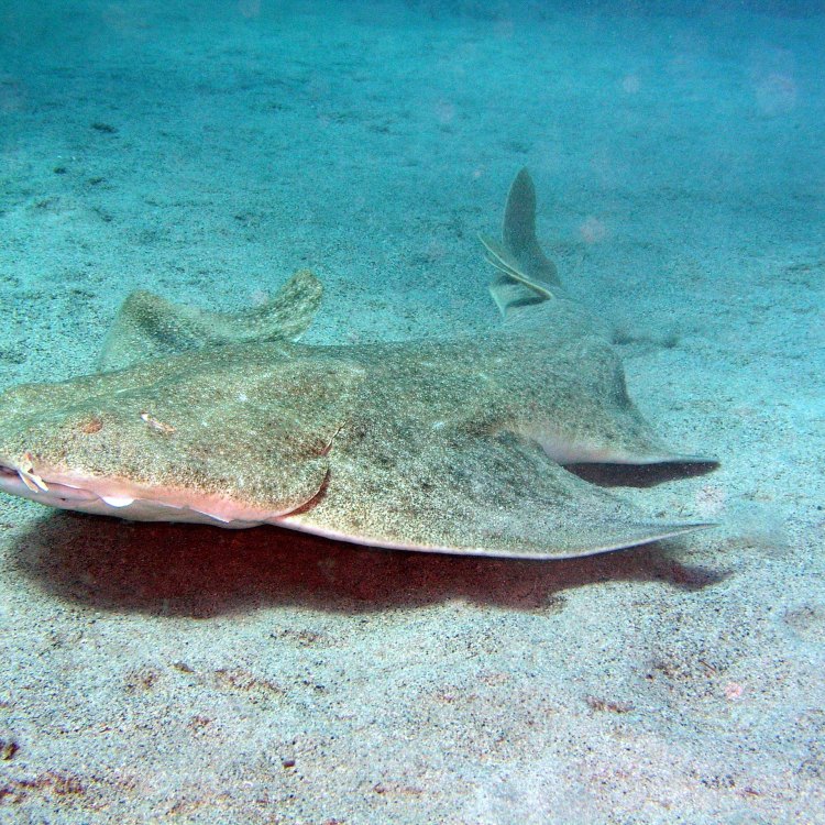 The Angelshark: An Elusive and Mysterious Creature of the Seas