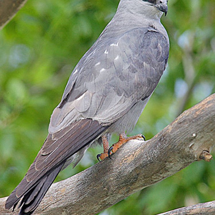 The Fascinating Mississippi Kite: A Master of the Skies
