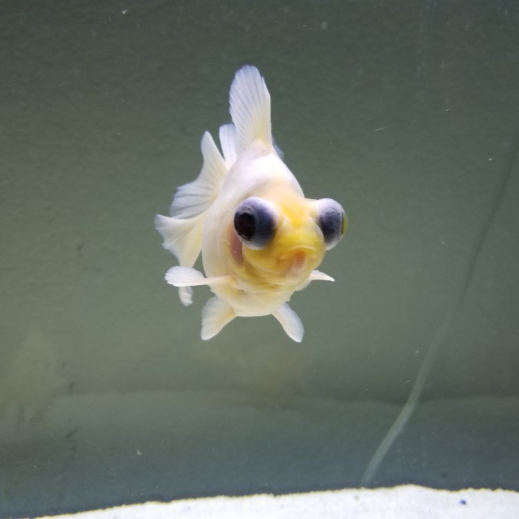 The Mystical Telescope Fish: Exploring the Deep Seas of the Atlantic
