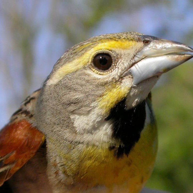 A Songbird of the Prairies: The Fascinating Dickcissel
