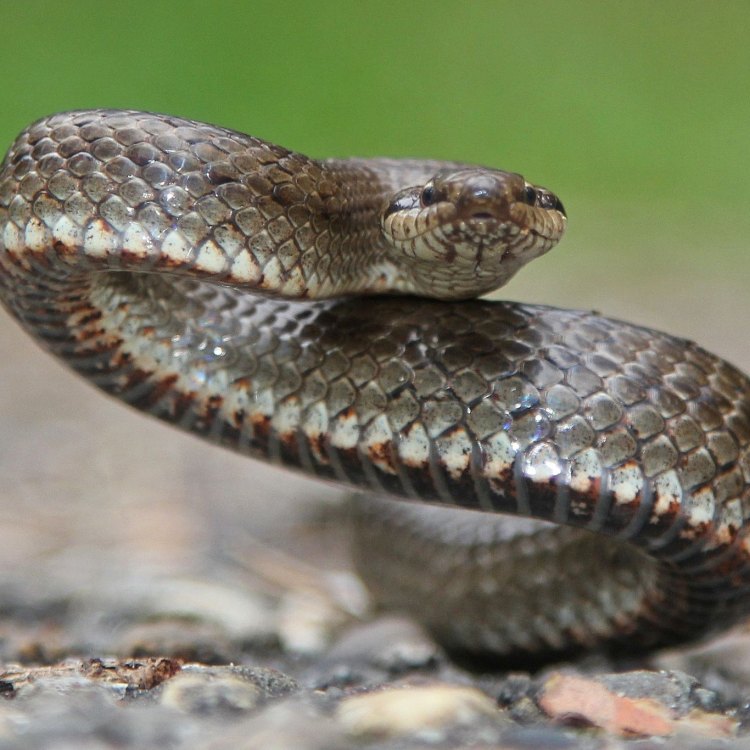 The Smooth Snake: A Fascinating Slithering Creature in Europe