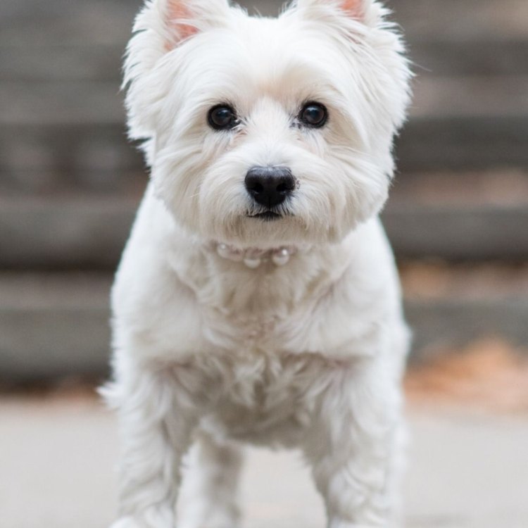 The Spirited and Loving Breed: A Comprehensive Guide to the West Highland Terrier