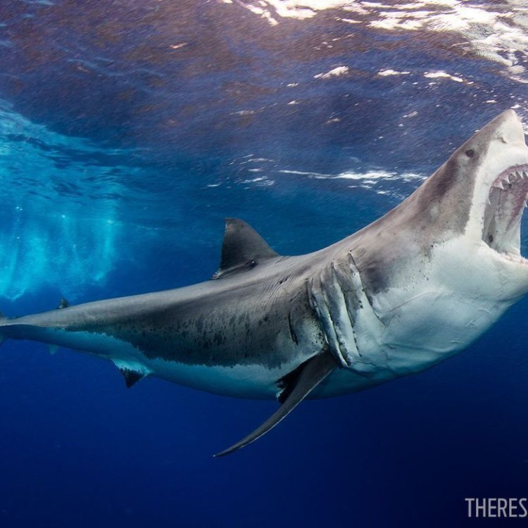 The Fierce and Fascinating White Shark: A Closer Look at the King of the Ocean