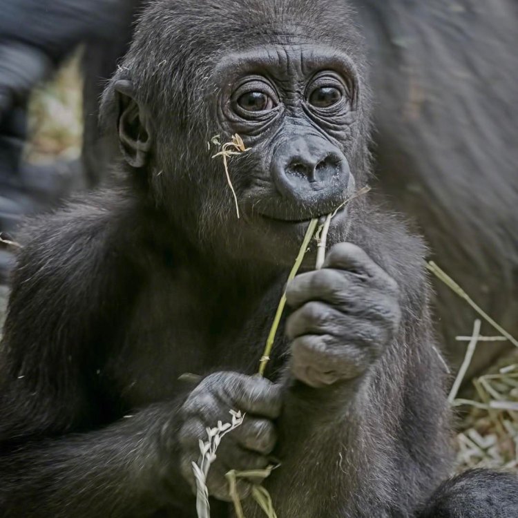 The Majestic Western Lowland Gorilla – A Treasure of Central and West Africa
