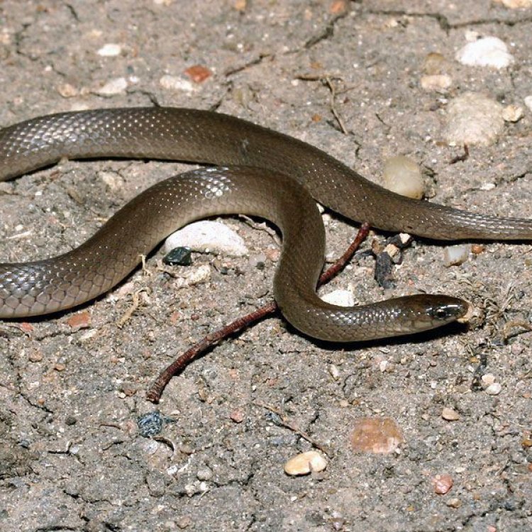 The Slender and Elusive Rough Earth Snake of Eastern United States