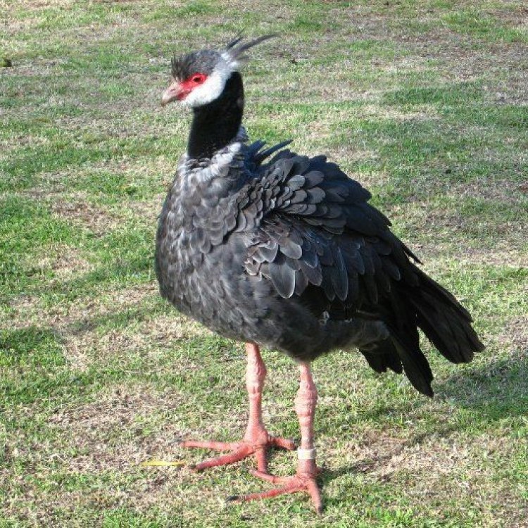 The Majestic Northern Screamer: South America's Hidden Beauty