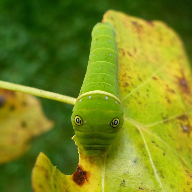 The Fascinating World of Tiger Swallowtail Caterpillars